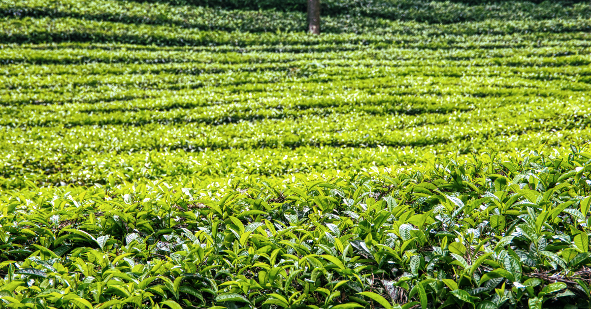 tea garden
